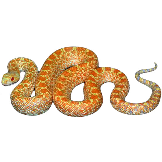 Albino Bull Snakes