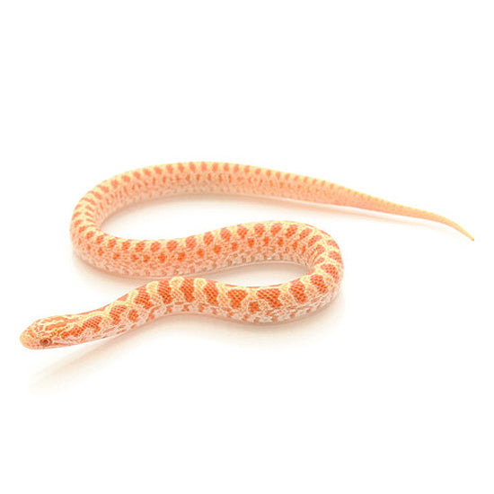 Albino Prairie Kingsnakes