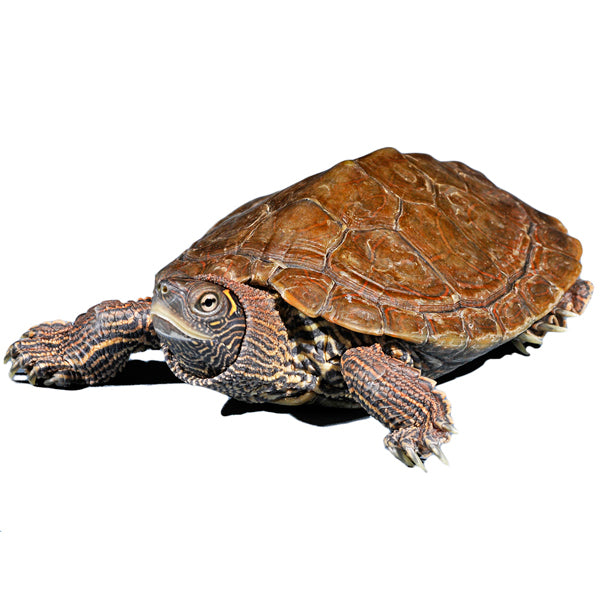Mississippi Map Turtles