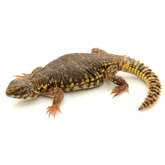 Yellow "Niger" Saharan Uromastyx