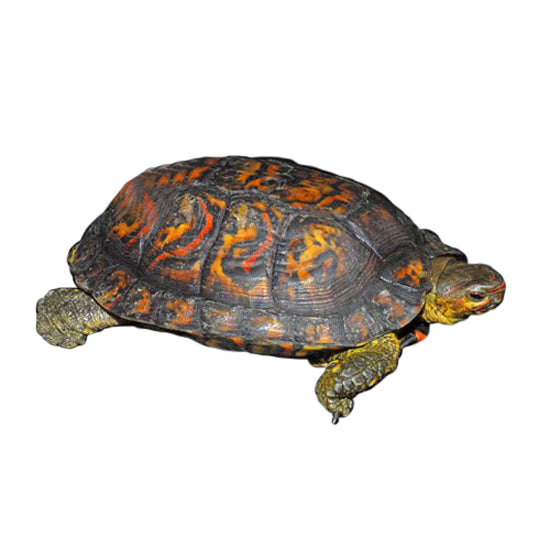 Wood Turtles