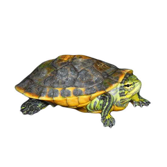 Chicken Turtles