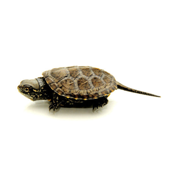 European Pond Turtles