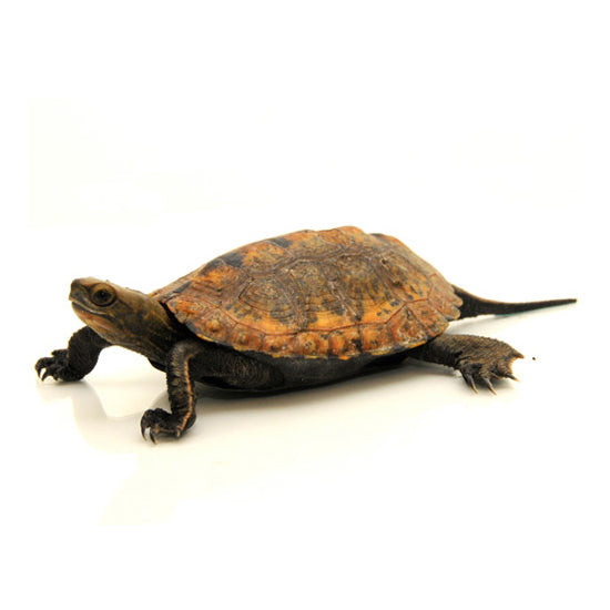 Japanese Pond Turtles