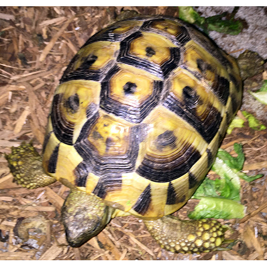 Hermann's Tortoises
