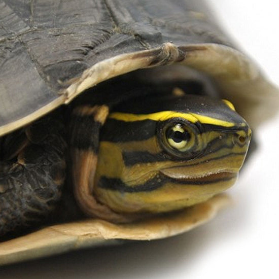 Asian Box Turtles
