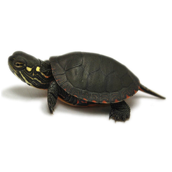 Eastern - Western Painted Turtles
