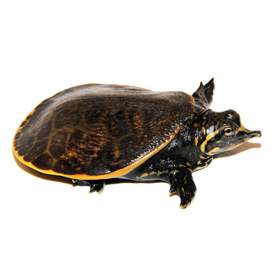 Florida Softshell Turtles