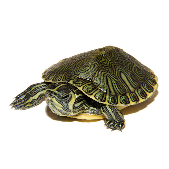 Yellowbelly Slider Turtles