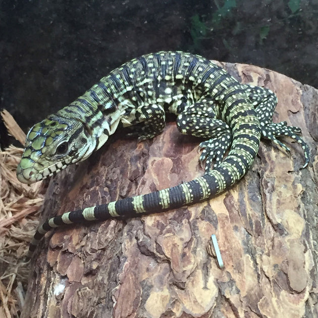 Argentine Black & White Tegus