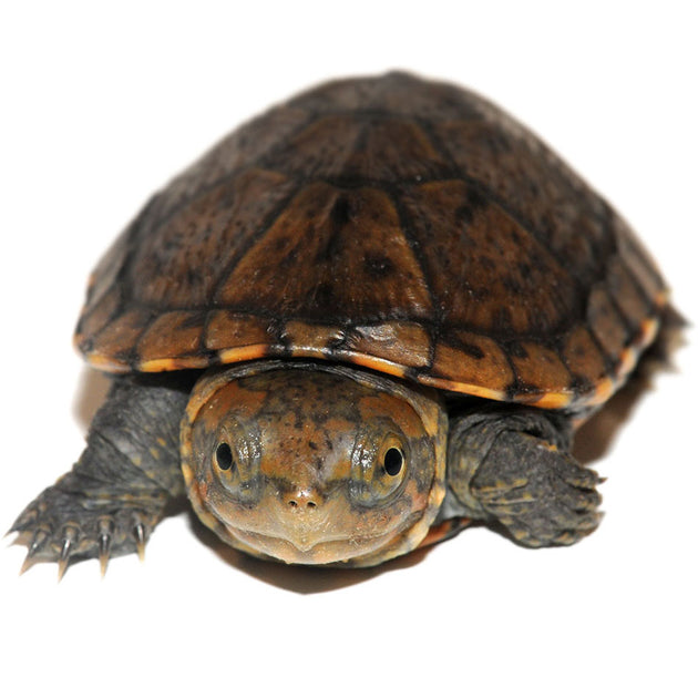 Red Cheek Mud Turtles
