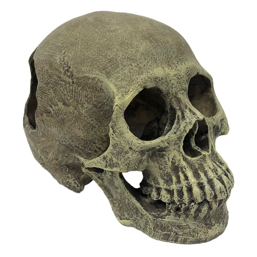 Komodo Full Human Skull Tank Decor