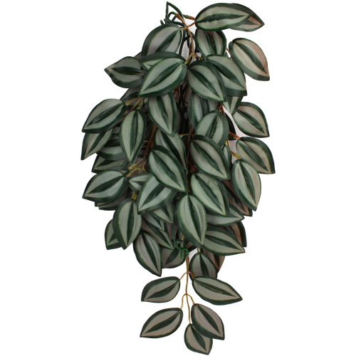 Komodo Climbing Zebrina Aquarium Plant