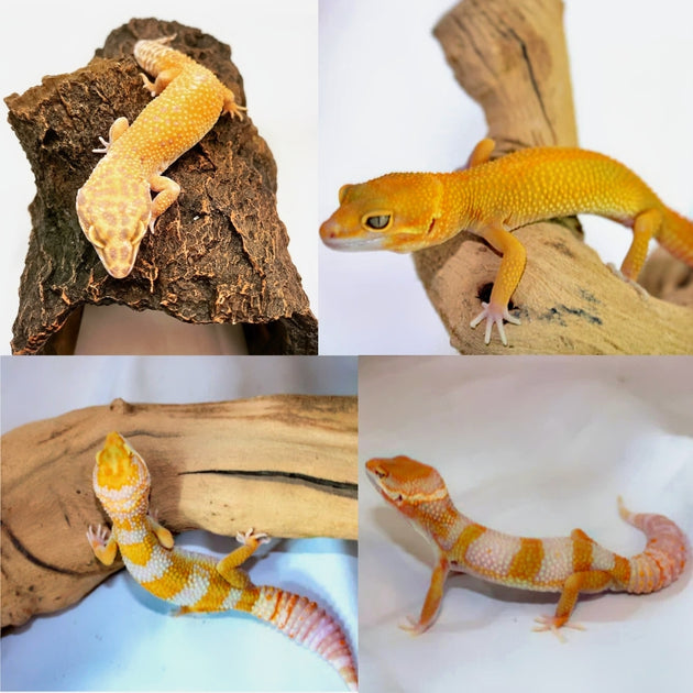 ADULT Leopard Geckos