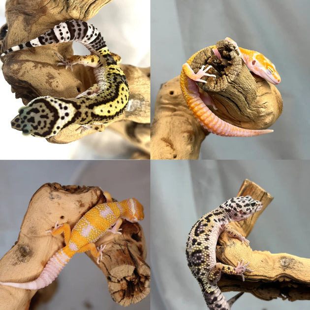Adult "Grab Bag" Leopard Gecko