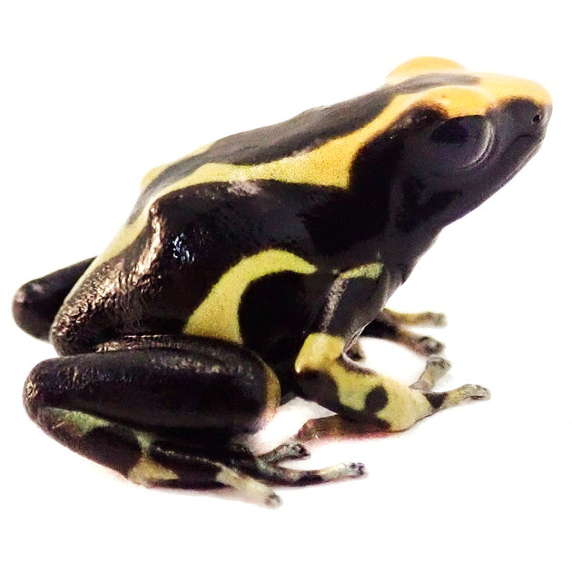 Alanis Dart Frogs
