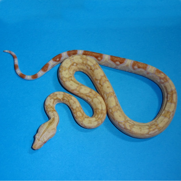 Albino Boas