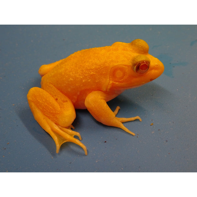 Albino Bull Frogs