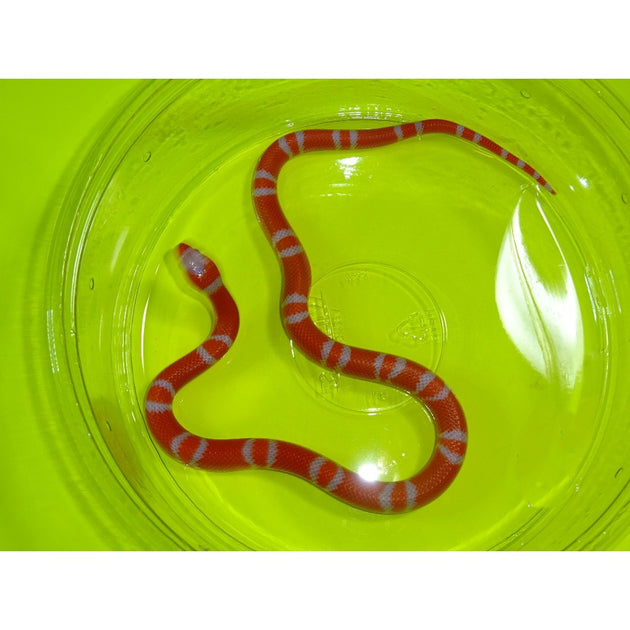 Albino Western Honduran Milksnakes