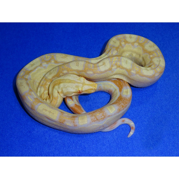 Albino Keltic Boas