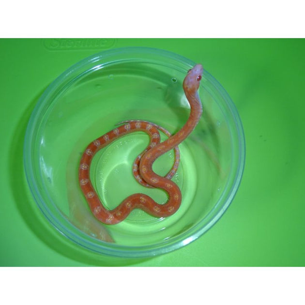 Albino Scaleless Corn Snakes