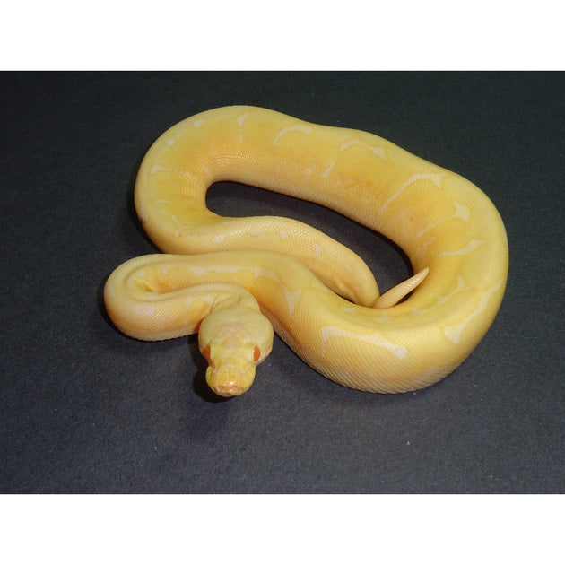 Albino Spider Ball Pythons