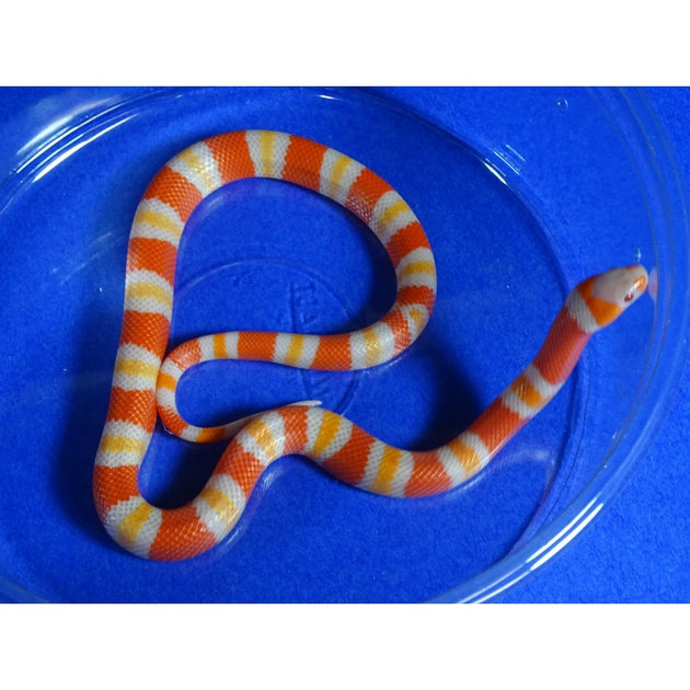 Albino Tangerine Honduran Milksnakes