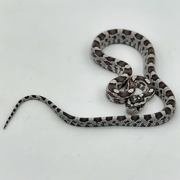 Black Albino Corn Snakes