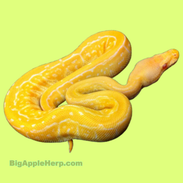 Albino Black Pastel Pinstripe Ball Python