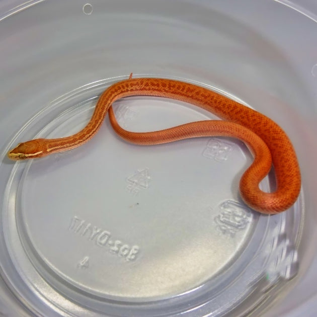 Albino House Snakes