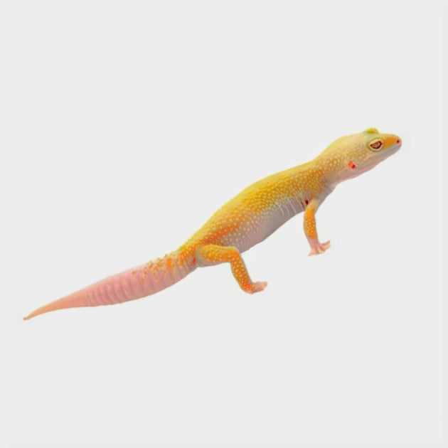 Albino Leucistic Leopard Geckos