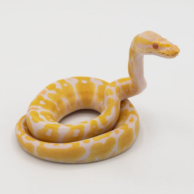 Albino Pastel Ball Python (Actual Photo)