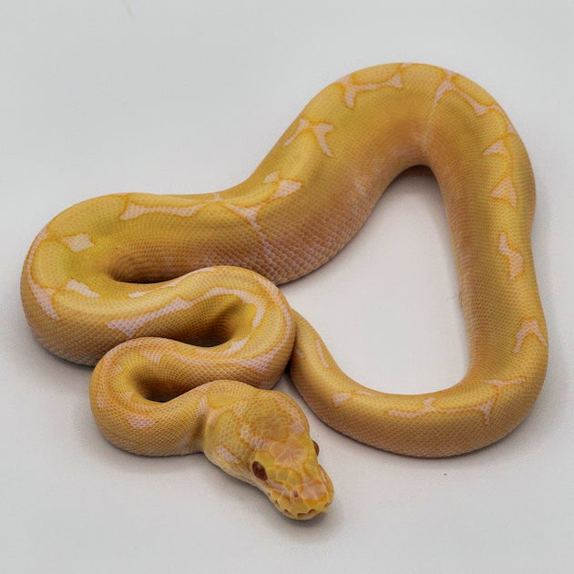 Albino Spider Ball Python (Actual Photo﻿)