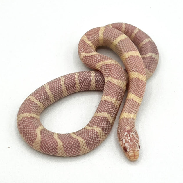 Albino Banded California Kingsnakes