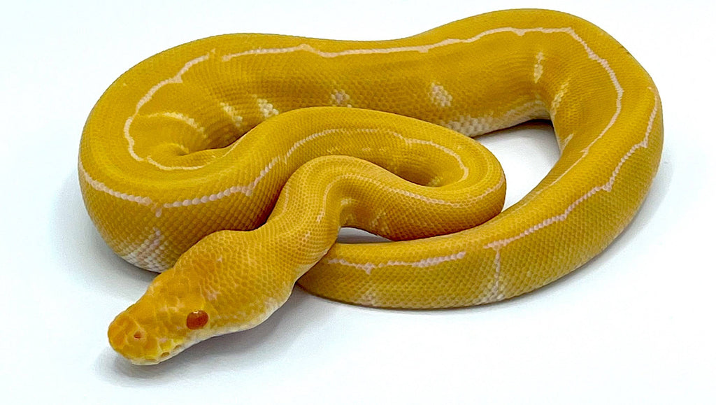 Albino Pinstripe Ball Python