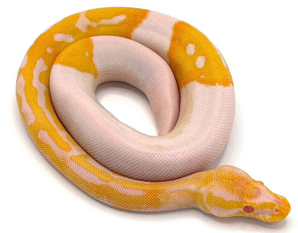Albino Pied Ball Python