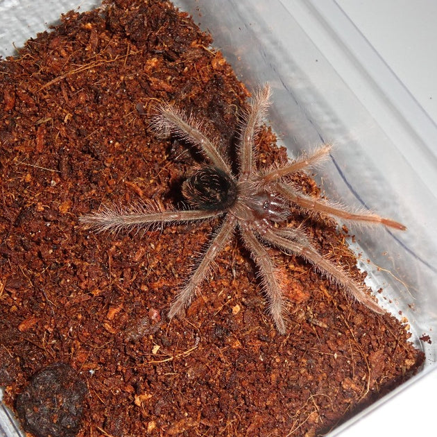 Amazon Blue Bloom Tarantulas