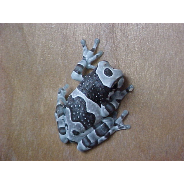 Amazon Milk Frogs