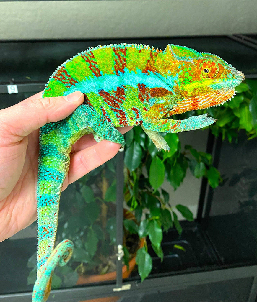 Ambanja Panther Chameleon