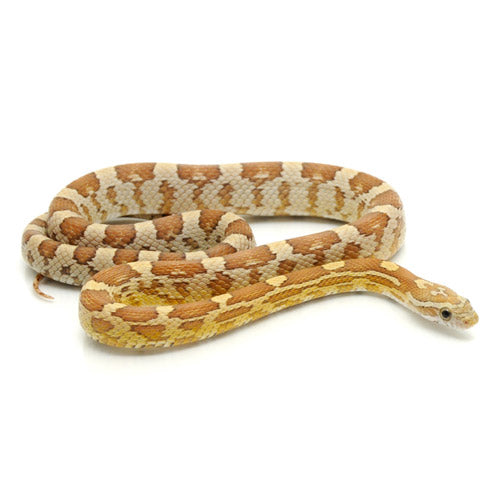 Amber Corn Snakes