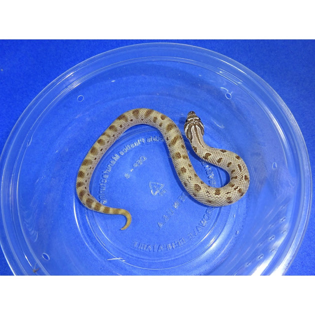 Anaconda Het Snow Western Hognose Snakes