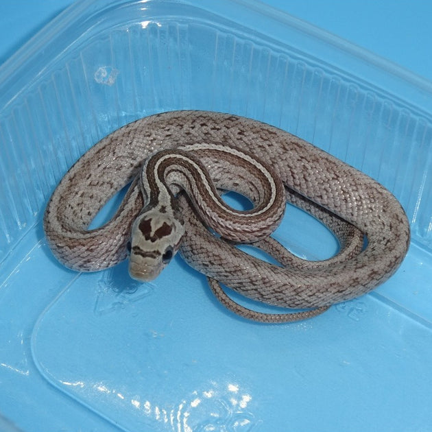 Anery Kastanie Terazzo Corn Snakes