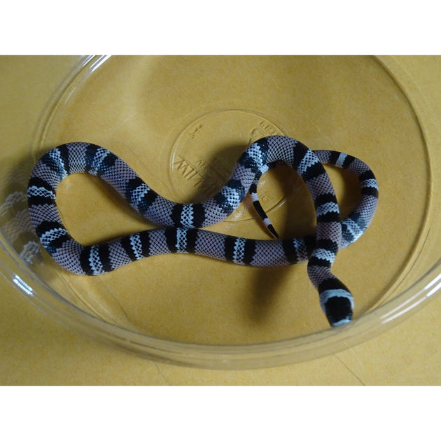 Anery Honduran Milksnakes