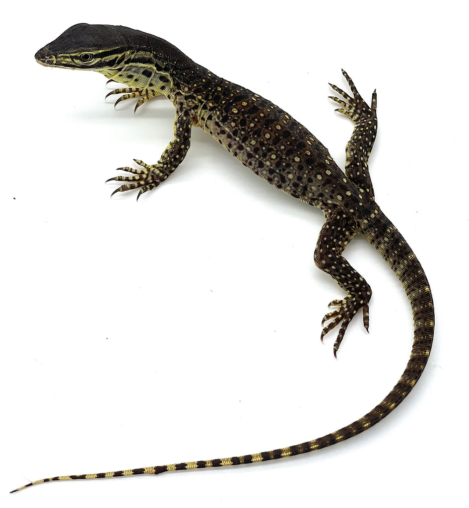 Argus Monitor (Varanus panoptes)