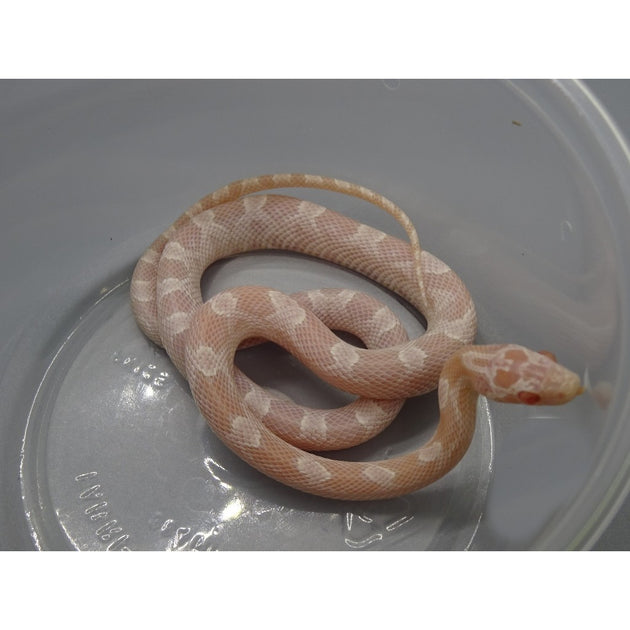 Avalanche Corn Snakes