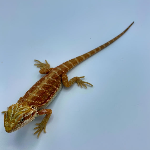 Trans Super Red Bearded Dragon (Stock BDB32)
