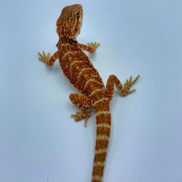Super Red Bearded Dragon (Stock BDF35)