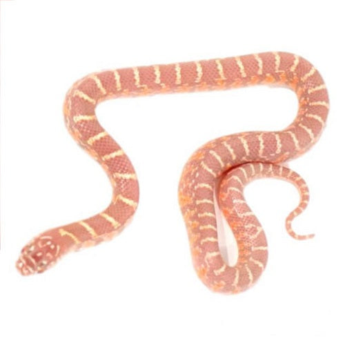 Albino Brook's Kingsnakes