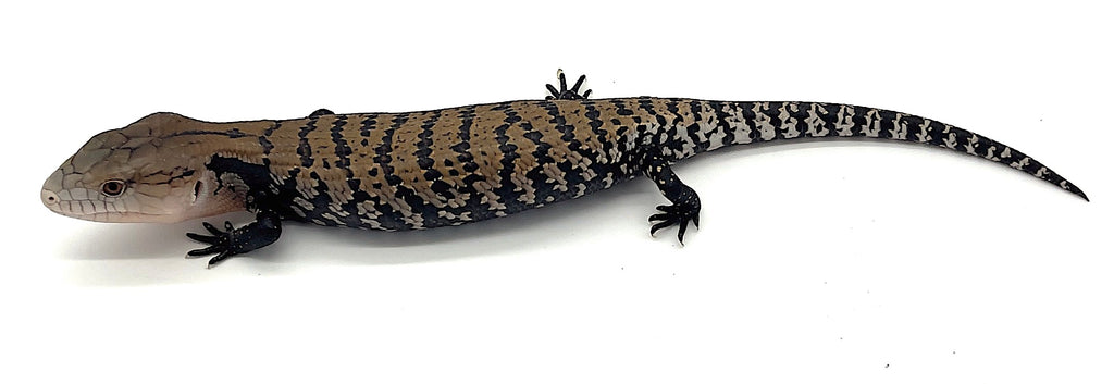 Blue Tongue Skink Baby