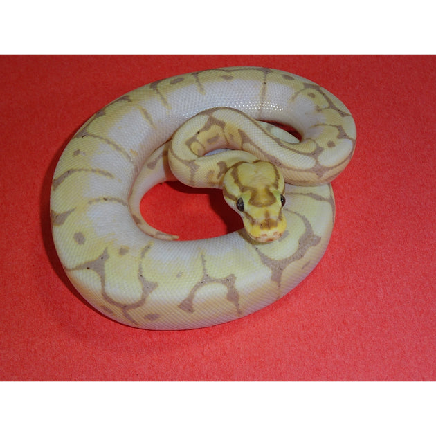 Banana Bumble Bee Ball Pythons